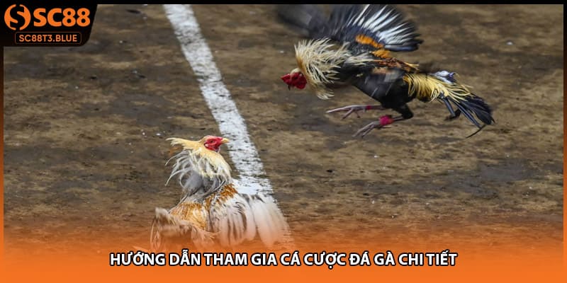 Hướng dẫn tham gia cá cược đá gà chi tiết