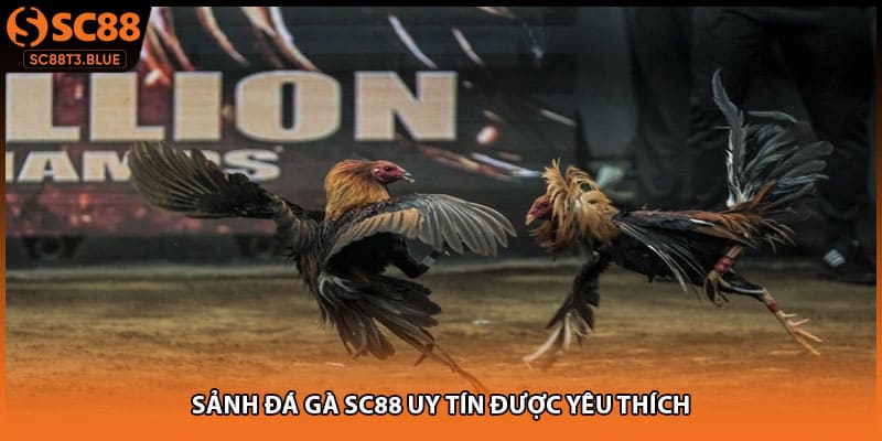 Sảnh đá gà SC88 uy tín được yêu thích